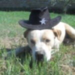 Mia e tito una Rottweiler e un Pitbull Fuori dal Comune - Foto n. 3