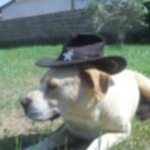 Mia e tito una Rottweiler e un Pitbull Fuori dal Comune - Foto n. 4