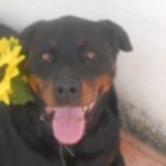 Mia e tito una Rottweiler e un Pitbull Fuori dal Comune - Foto n. 5