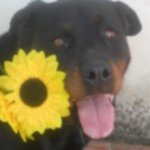 Mia e tito una Rottweiler e un Pitbull Fuori dal Comune - Foto n. 6