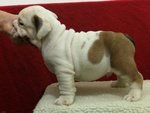 Cuccioli di Bulldog Inglese Disponibili - Foto n. 3