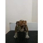 Cuccioli di Bulldog Inglese Disponibili - Foto n. 4