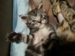 Cuccioli "maine Coon" - Foto n. 2