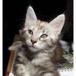 Cuccioli "maine Coon" - Foto n. 7