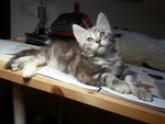 Cuccioli "maine Coon" - Foto n. 10