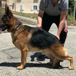 🐶 Pastore Tedesco femmina di 5 anni e 7 mesi in vendita a San Mauro Marchesato (KR) da privato