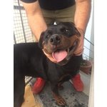 Cuccioli Rottweiler - Foto n. 1