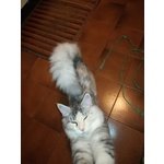 3 Splendidi Cuccioli Maine Coon - Foto n. 1