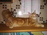 3 Splendidi Cuccioli Maine Coon - Foto n. 5