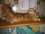 3 Splendidi Cuccioli Maine Coon - Foto n. 6