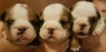 Cuccioli di Bulldog Inglese