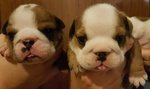 Cuccioli di Bulldog Inglese - Foto n. 5