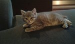 Gattina British Shorthair - Foto n. 4