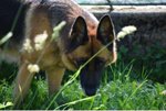 Gaia, Pastore Tedesco 5 Anni, il Proprietario si Trasferisce e gaia Rimane Sola, urge una Nuova Casa - Foto n. 1