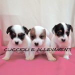 Jack Russel Cuccioli pelo Corto e pelo Ruvido (allevamento)