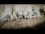 Cuccioli di Maltese Maschietto e Femminuccia - Foto n. 2