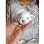 Cuccioli di Maltese Maschietto e Femminuccia - Foto n. 5