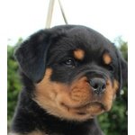 Vendo Rottweiler alta Genealogia