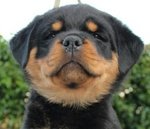 Vendo Rottweiler alta Genealogia - Foto n. 3