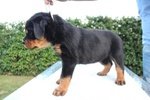 Vendo Rottweiler alta Genealogia - Foto n. 4