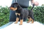 Vendo Rottweiler alta Genealogia - Foto n. 5