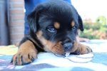 Vendo Rottweiler alta Genealogia - Foto n. 6