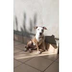 Cucciole di Amstaff Stafford Terrier - Foto n. 5