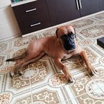 Cane Simil Boxer in Regalo: Thelma