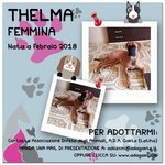 Cane Simil Boxer in Regalo: Thelma - Foto n. 6