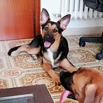 Louise: cane Simil Pastore Tedesco in Adozione - Foto n. 1