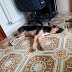 Louise: cane Simil Pastore Tedesco in Adozione - Foto n. 4