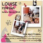 Louise: cane Simil Pastore Tedesco in Adozione - Foto n. 6