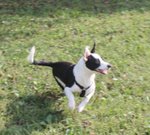 Black, Cucciolo Incrocio jack Russel di 6 mesi Taglia Piccola non lo Vogliono più e Cerca Urgentemen - Foto n. 4