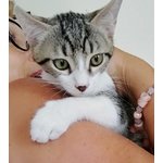 Ginevra: Bellissima Gattina Bianca e Tigrata - Foto n. 4