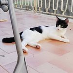 Morgana: Bellissima Gattina Bianca e Nera - Foto n. 5