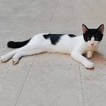 Morgana: Bellissima Gattina Bianca e Nera