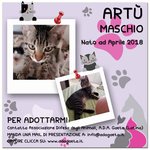 Adozione Splendido Gattino: Artù - Foto n. 1