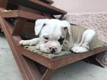 Bulldog Inglese con Pedigree