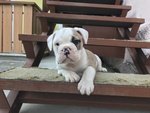 Bulldog Inglese con Pedigree - Foto n. 2