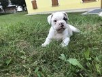 Bulldog Inglese con Pedigree - Foto n. 5