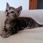 Lupina: Gattina Tigrata tipo Tabby