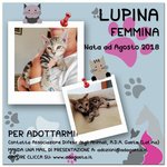 Lupina: Gattina Tigrata tipo Tabby - Foto n. 10