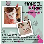 Hansel: Bellissimo Gattino Bianco - Foto n. 8