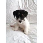 Vendo Splendide Cucciole di jack Russel - Foto n. 2