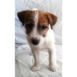 Vendo Splendide Cucciole di jack Russel - Foto n. 3