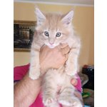 Affettuosissimo Maschietto Maine coon red Tabby Blotched - Foto n. 1