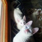 Gattini di Angora Turco - Foto n. 5