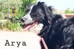 Arya, Incrocio Border Collie, 1 Anno, un Uragano che il box sta Spegnendo, Aiutiamola a Liberarla - Foto n. 1