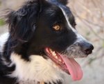 Arya, Incrocio Border Collie, 1 Anno, un Uragano che il box sta Spegnendo, Aiutiamola a Liberarla - Foto n. 2