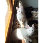 Gattini di Angora Turco - Foto n. 6